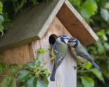 Préserver la biodiversité en installant des nichoirs à oiseaux