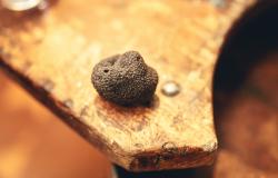 2019-01-truffe-cr-vincent-photographie-adt-aude