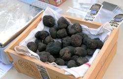 Association des trufficulteurs de l'Aude