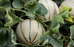 Fête du melon Pezens
