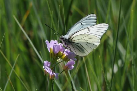 Les papillons, une richesse à (re) découvrir.
