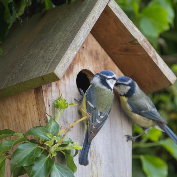 Préserver la biodiversité en installant des nichoirs à oiseaux